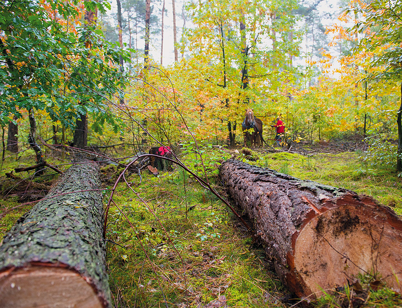 Baumstämme Kiefer im grünen Wald