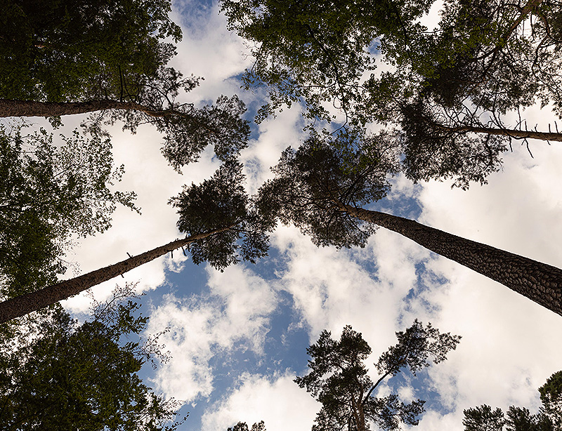 Kiefernwald von unten mit blauem Himmel und weißen Wolken